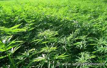 Gavardo Salò - Erba a buon mercato - Valle Sabbia News