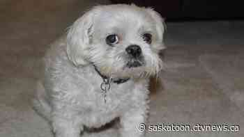 Sask. man says foxtail contributed to his dog’s recent death, warns pet owners to be cautious