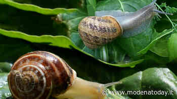 Urban Nature 2020, Bioblitz al Parco della Resistenza - ModenaToday