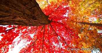 This is what fall colours look like in Toronto right now - blogTO