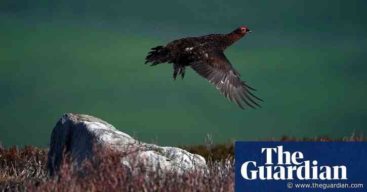 85 bird crime incidents recorded last year, says RSPB report
