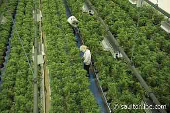 Pot prices at Ontario Cannabis Store rival those of illicit market for the first time