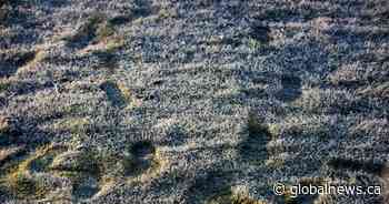 Environment Canada ends frost advisory for southern Saskatchewan