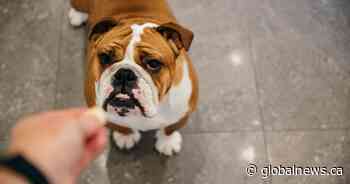 Pig ear dog treats ‘likely’ linked to salmonella illnesses, 1 death in Canada