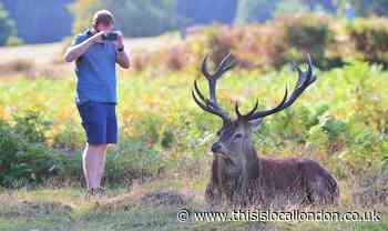 Visitors warned to keep distance from deer in Royal Parks