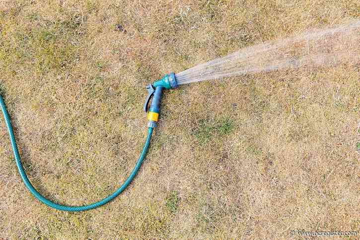Diagnosing dead or brown spots on a lawn and how to make them green again