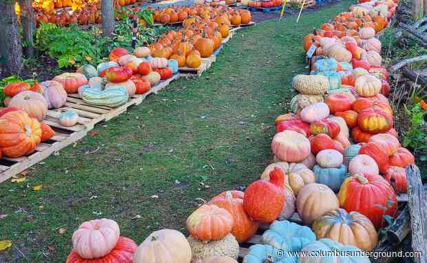 Mega Weekend – Pumpkins, Movies, Cartoons & More!