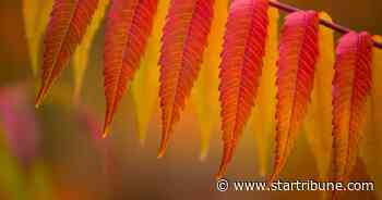 Cover your plants: Early October frost in the Twin Cities forecast