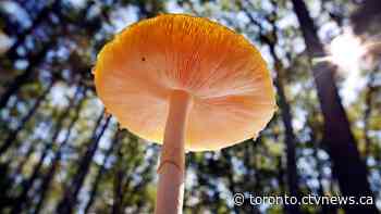 Ontario poison centre reports rise in calls related to mushroom foraging