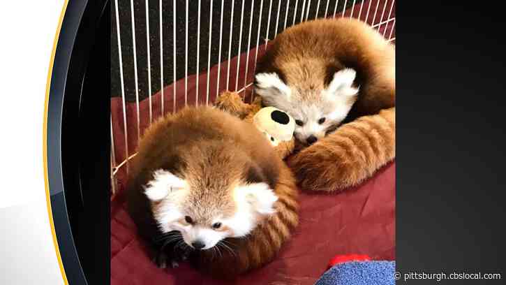 Adorable Pair Of Red Panda Cubs Make Debut At Erie Zoo