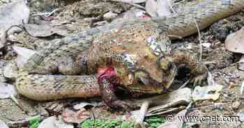 These snakes disembowel living toads for hours-long meals of their organs     - CNET