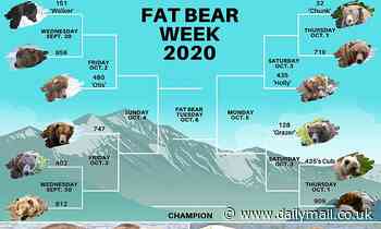Fat Bear Week 2020: Voters decide on Alaskan animals' weight gain