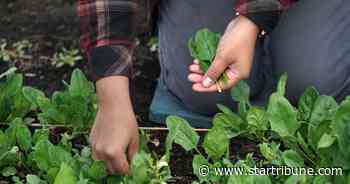 Beginners learn to be farmers at Minnesota Landscape Arboretum