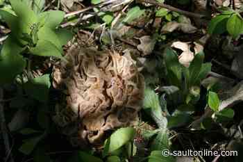 Ontario poison centre sees rise in calls related to mushroom foraging