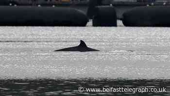 Whales remain in Garelochhead after attempts to herd them out to sea