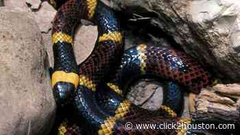 Man says he spotted venomous coral snake at Houston’s Memorial Park - KPRC Click2Houston