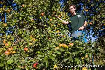 Apple Day set to be a-peel-ing at Newby Hall