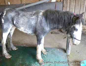 RSPCA fears for horse welfare as recession hits
