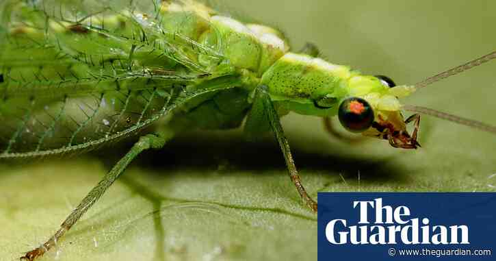 Country diary: these lacewings are welcome guests at my crafty bug hotel