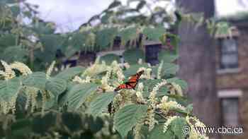 Getting into nature could benefit your mental health during the pandemic