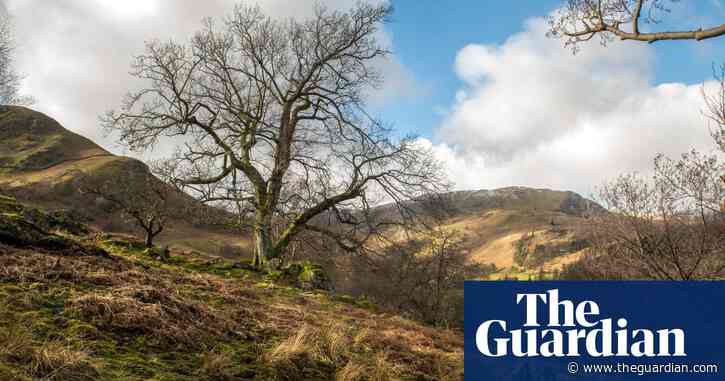 40,000 trees face felling by National Trust after surge in ash dieback