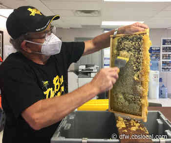 Medical City McKinney Houses 150,000 Honey Bees In Hives On Undeveloped Property - CBS Dallas / Fort Worth