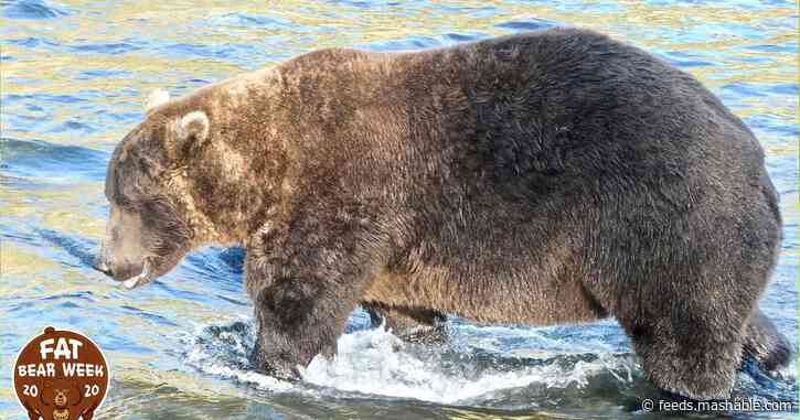 The boss of all the fat bears