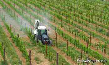 Processo pesticidi in Alto Adige: il voltafaccia della provincia di Bolzano - Il Salvagente