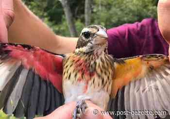 Is this bird a cross-dresser?