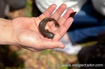 El pez capitanejo aún vive en el río Bogotá, donde fue descubierto hace 117 años - ElEspectador.com