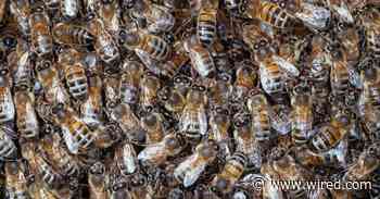 Why Some Ecologists Worry About Rooftop Honey Bee Programs