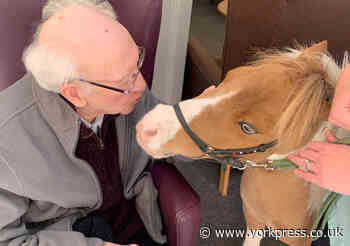 Miniature horse Monet brings joy at Rosevale Care Home in York