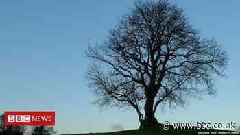 National Trust suffers 'worst year' for ash dieback