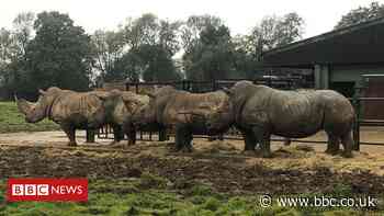 Covid-19: Funding crisis threatens zoos' vital conservation work