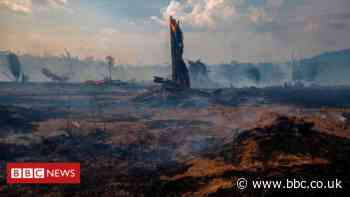 Extinction crisis: World leaders say it is time to act