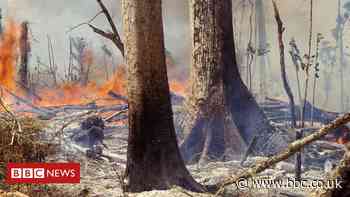 Two-fifths of plants at risk of extinction