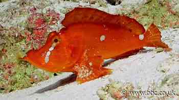 Great Barrier Reef: Uncovering the secrets of Australia's deep waters