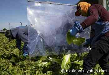 Canada slaps tough controls on Californian lettuce over E.coli risk
