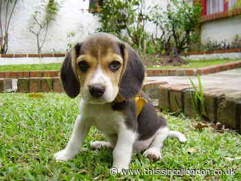 Illegal puppy farm shut down by Bexley Trading Standards