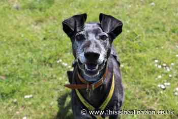 Perfect day to adopt Harefield's Old Age Pooches