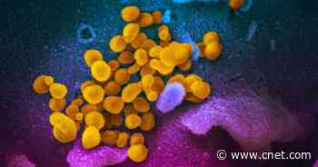 Coronavirus pandemic 7 months later: Everything we know right now     - CNET