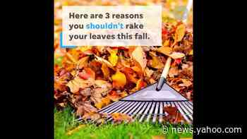 Raking leaves this fall? If you leave them be, you're doing the planet a favor