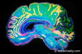 Site of Male Sexual Desire Uncovered in Brain – Where a Key Gene Named Aromatase Is Present