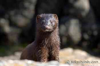 Strong Evidence of Zoonotic COVID-19 Transmission: Study Shows SARS-CoV-2 Jumped Between People and Mink