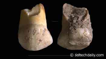 48,000 Year-Old Baby Tooth Found – Belonged to One of the Last Neanderthals in Northern Italy
