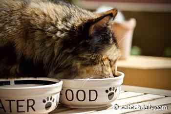How Often You Feed Cats Could Be Critical for Their Health – Here’s What You Need to Know