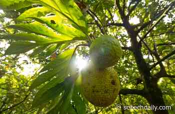 Researchers Say Breadfruit Could Be the Next Superfood