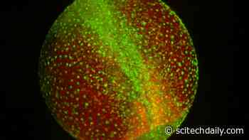 How Cells Build Organisms: Key Control Mechanism That Cells Use to Self-Organize Discovered
