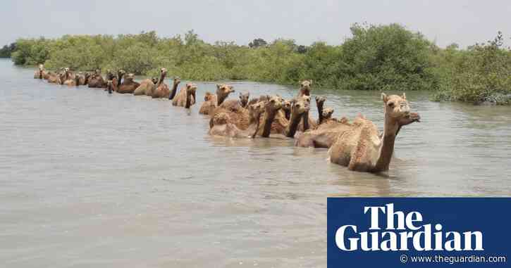 High and dry: will India's swimming camels be the last of their kind?