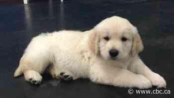 COVID-19 has doggy demand soaring and scammers taking advantage